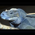 BLAUER LEGUAN