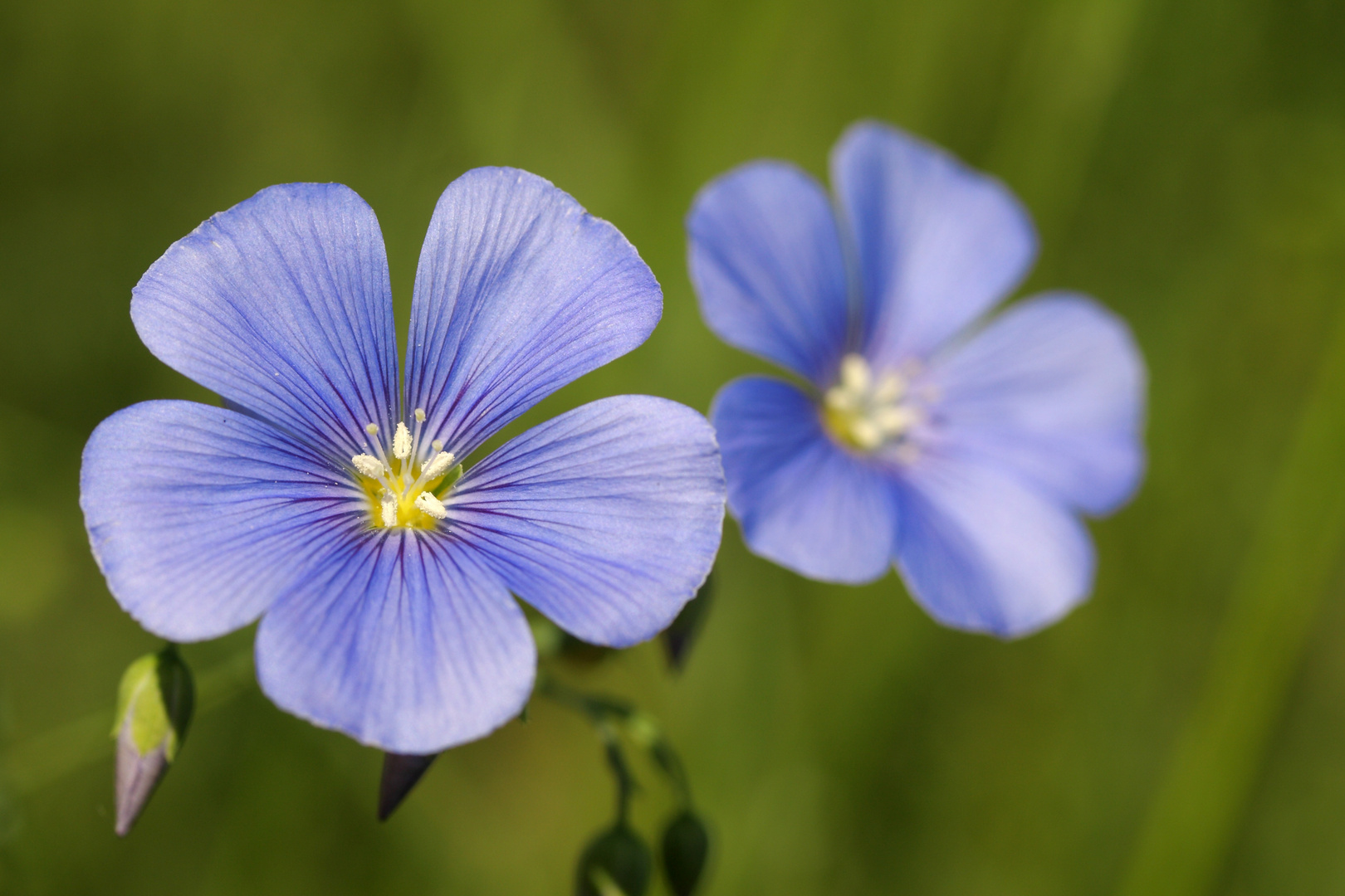 Blauer Lein