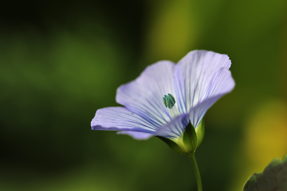 Blauer Lein