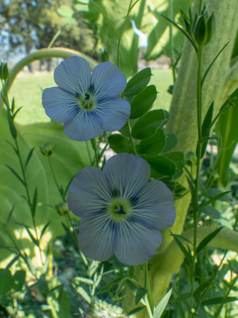 blauer Lein