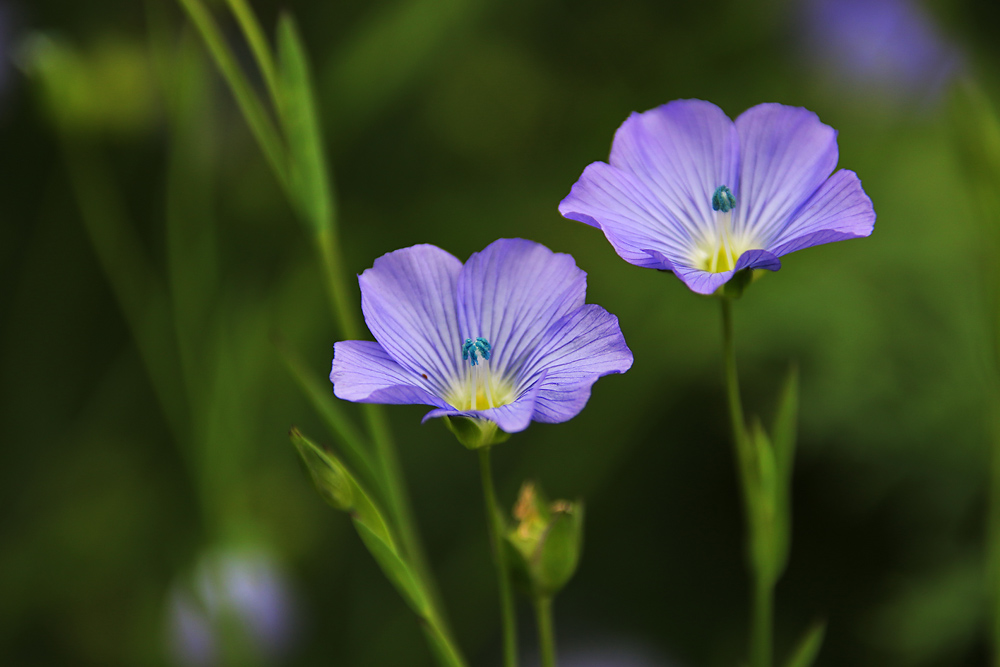 blauer Lein