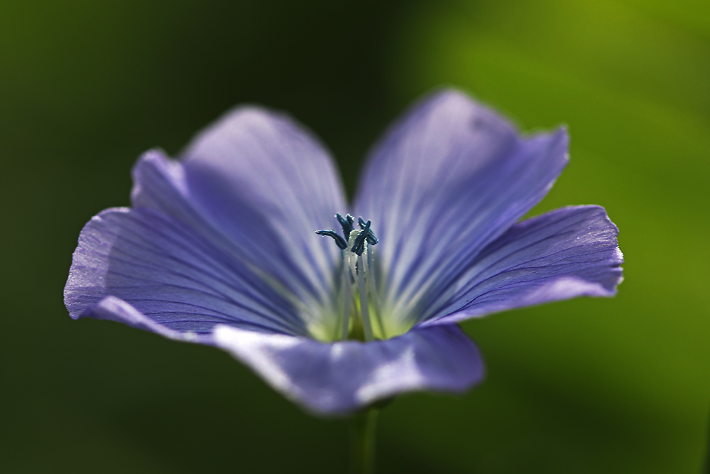 blauer Lein