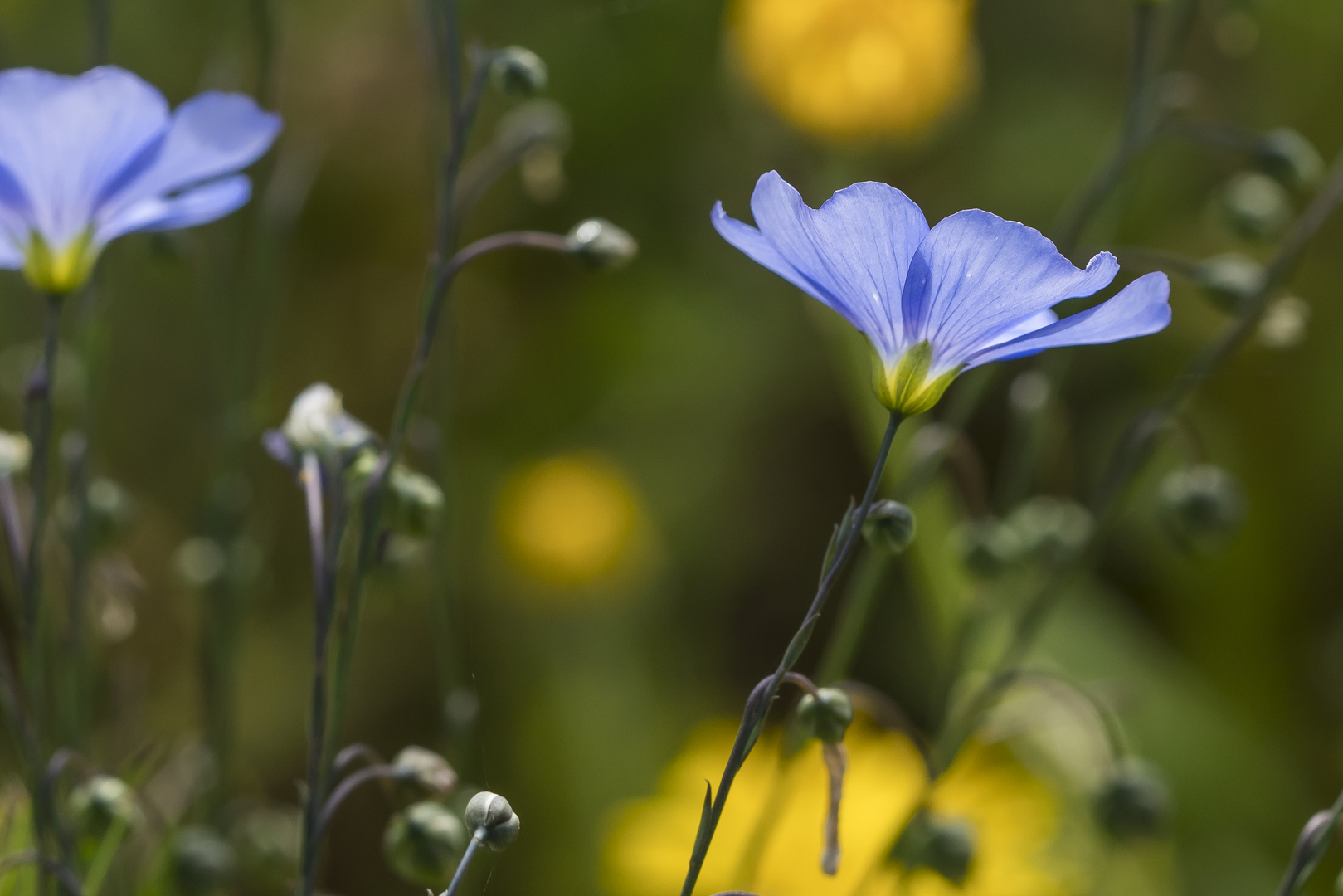 Blauer Lein auf einer Wiese