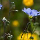 Blauer Lein auf einer Wiese