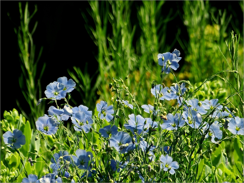 Blauer Lein