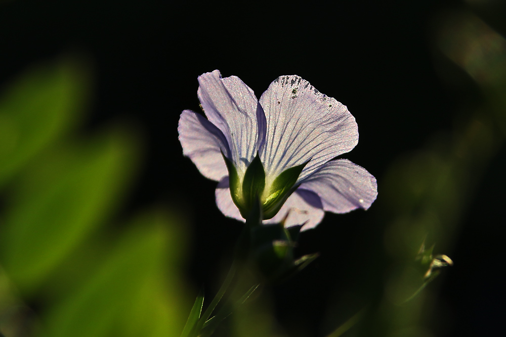 blauer Lein im Gegenlicht