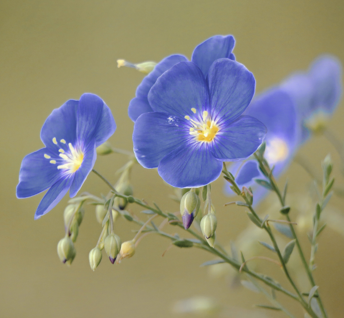 blauer Lein, Staudenlein vor Haus...muss nicht immer sonnig sein ,