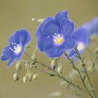 blauer Lein, Staudenlein vor Haus...muss nicht immer sonnig sein ,