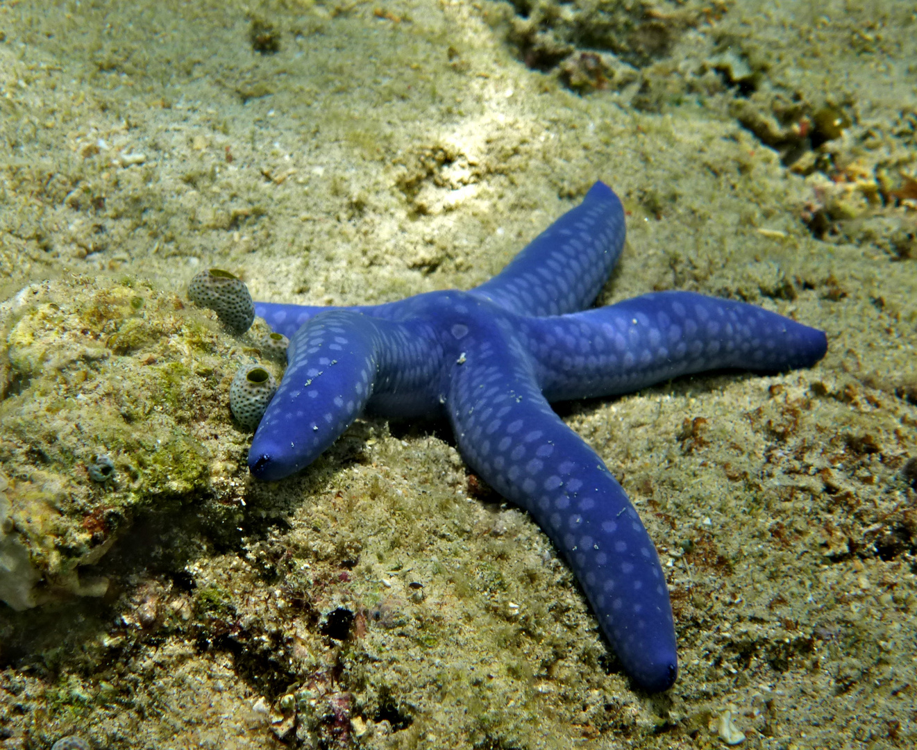 Blauer Linckia auf...