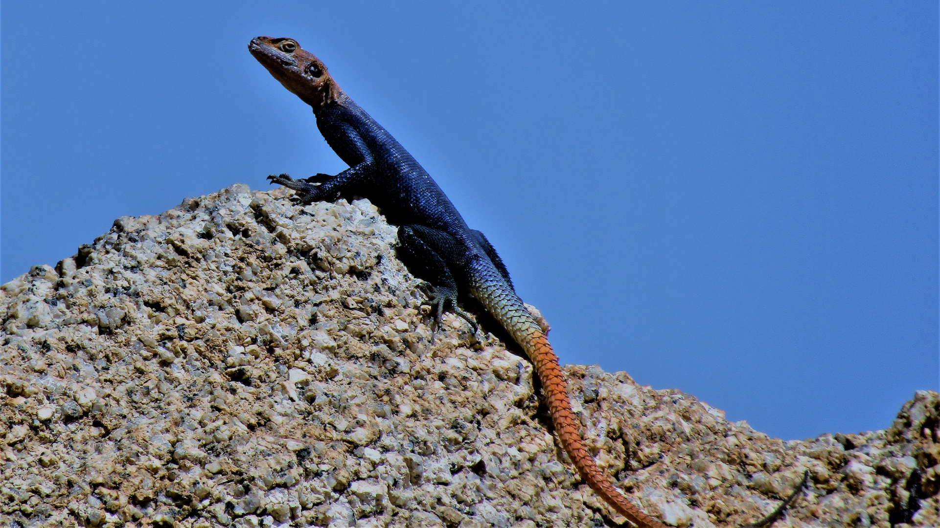 Blauer Lizzard unter blauem Namibiahimmel