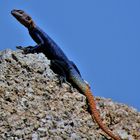 Blauer Lizzard unter blauem Namibiahimmel