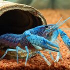 Blauer Lobster