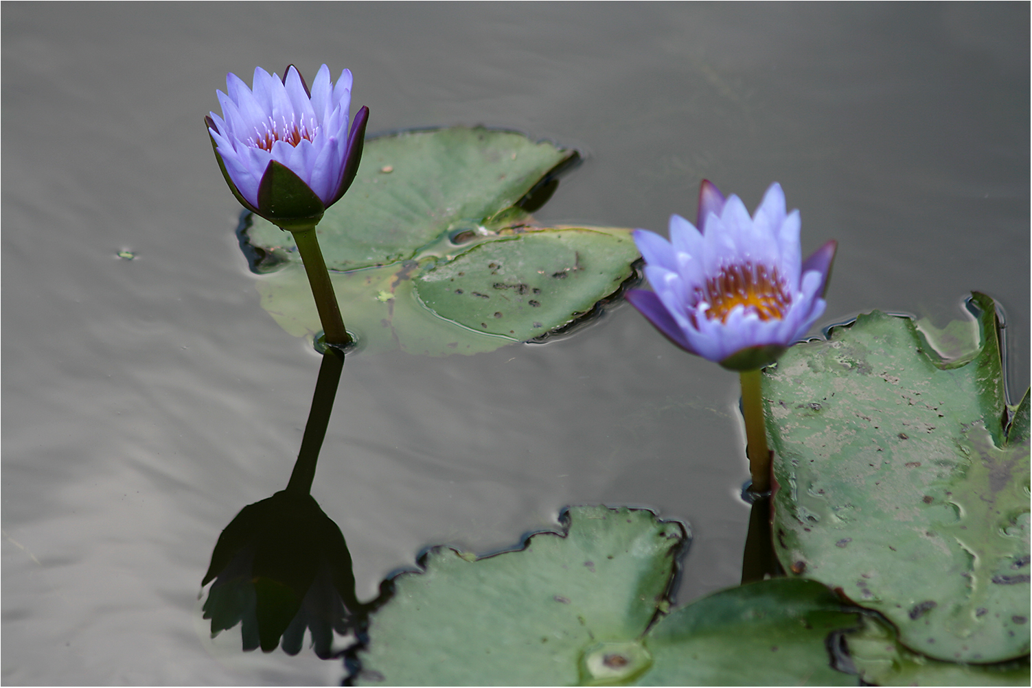 Blauer Lotos Foto & Bild | natur, pflanzen, blüten Bilder ...