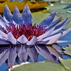 Blauer Lotus