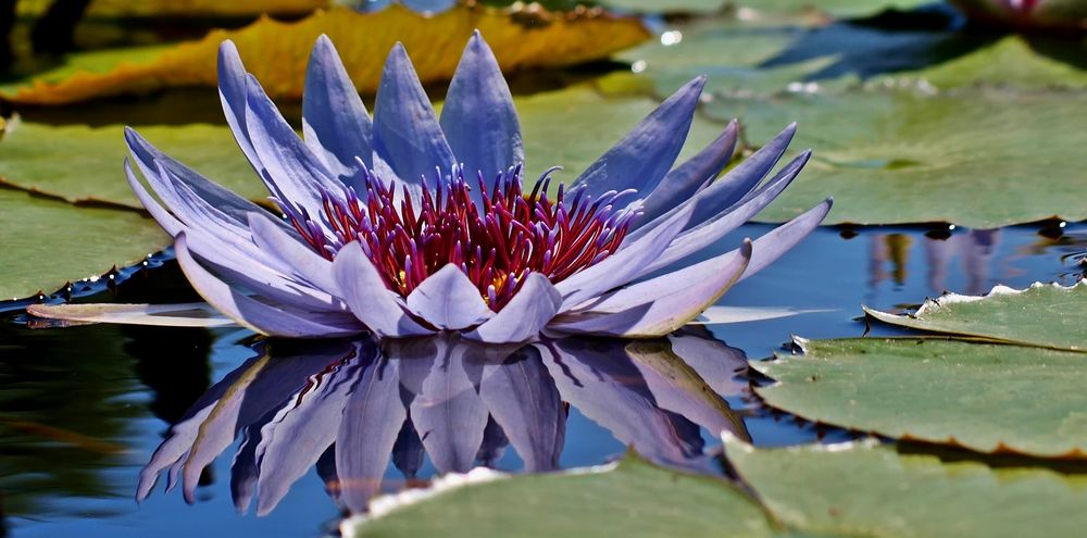 Blauer Lotus