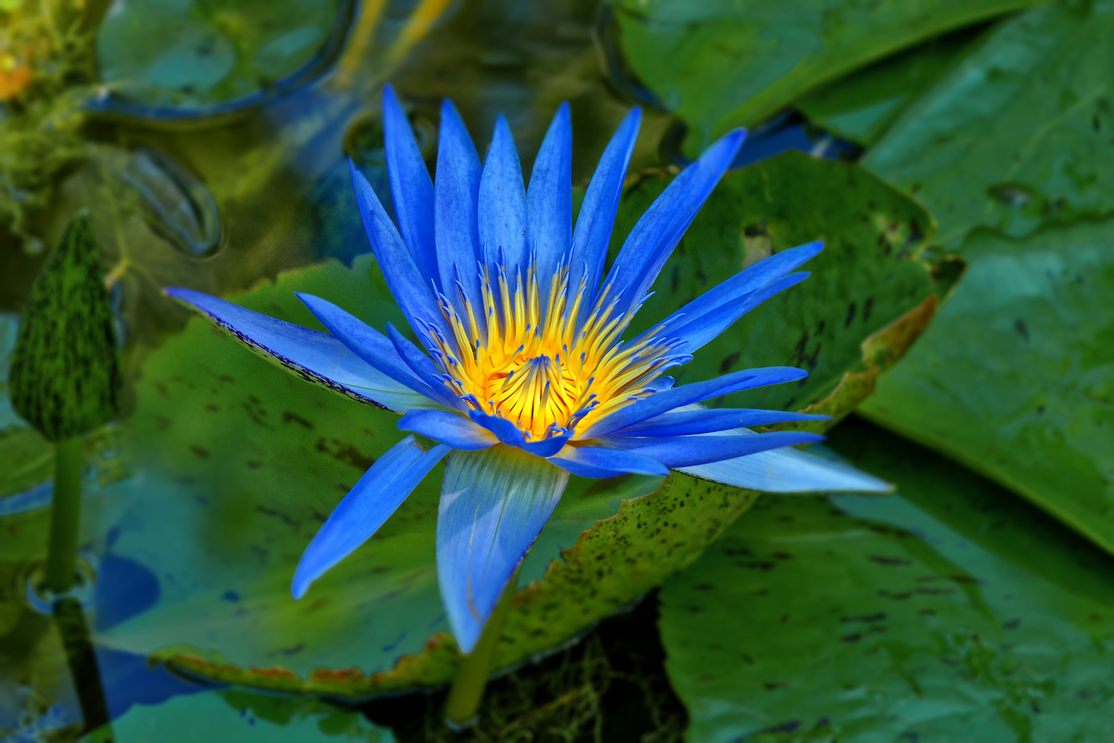 Blauer Lotus Foto & Bild | archiv projekte naturchannel, monatswettbewerbe natur, 06 - seerosen ...