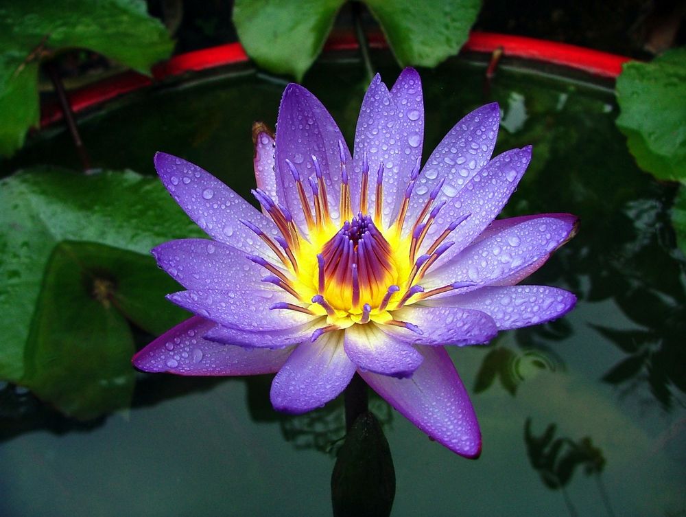 Blauer Lotus Foto & Bild  pflanzen, pilze & flechten, blüten