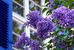 Blauer Mai