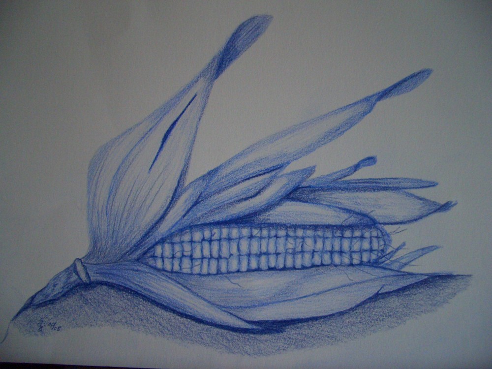 Blauer Mais