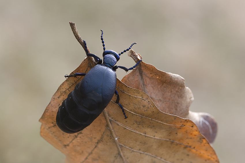 Blauer Maiwurm