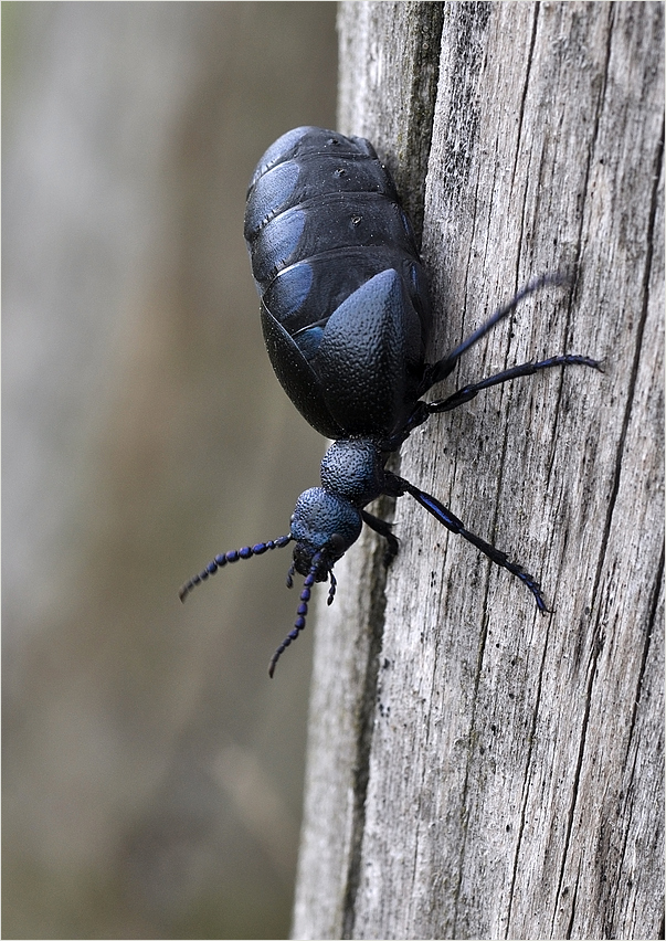 Blauer Maiwurm