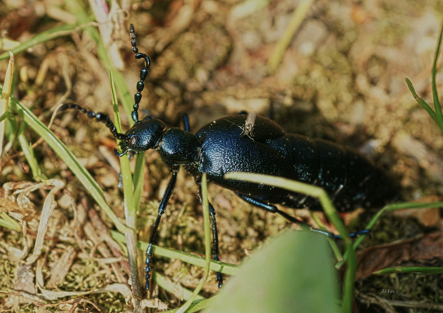 Blauer Maiwurm