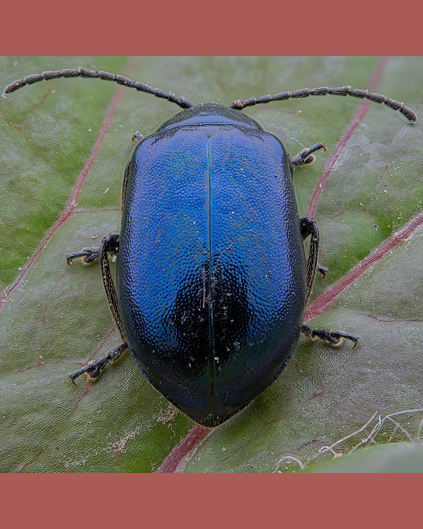 Blauer Minzenkäfer