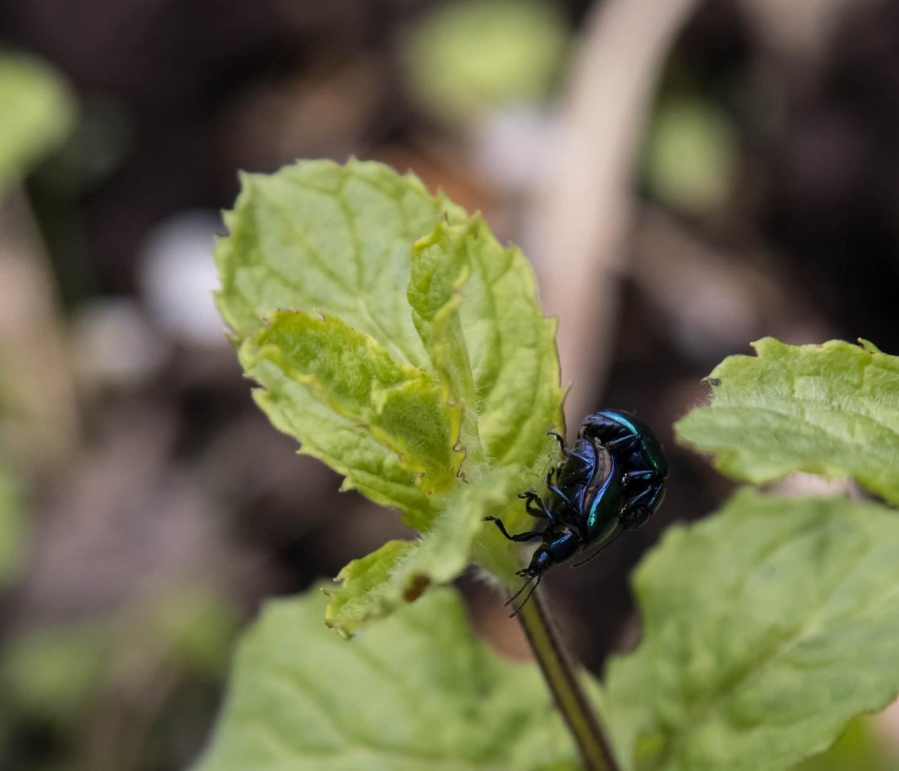 Blauer Minzkäfer