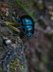 blauer Mistkäfer