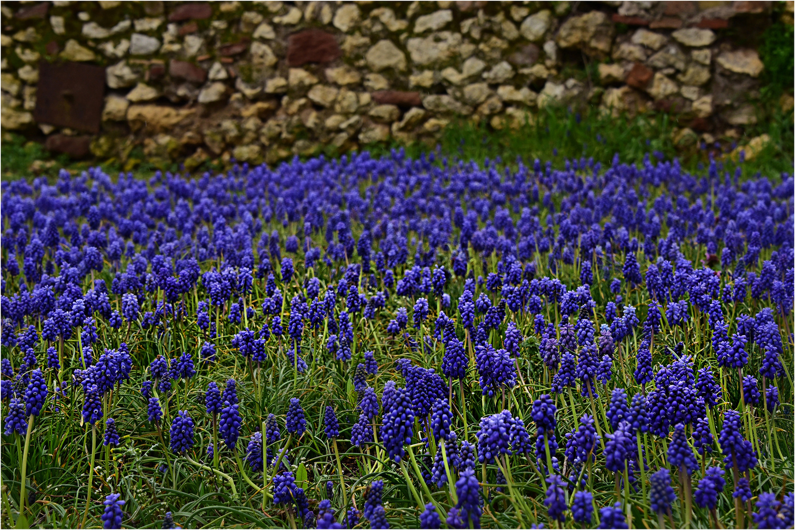 blauer Mittwoch