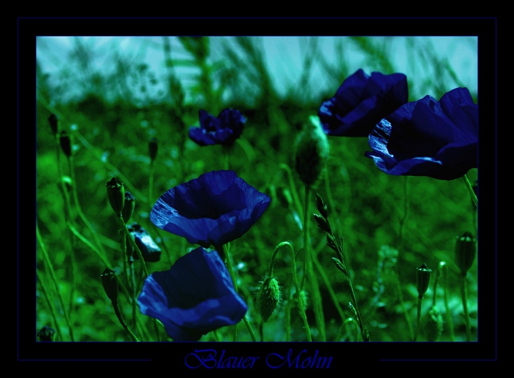 Blauer Mohn