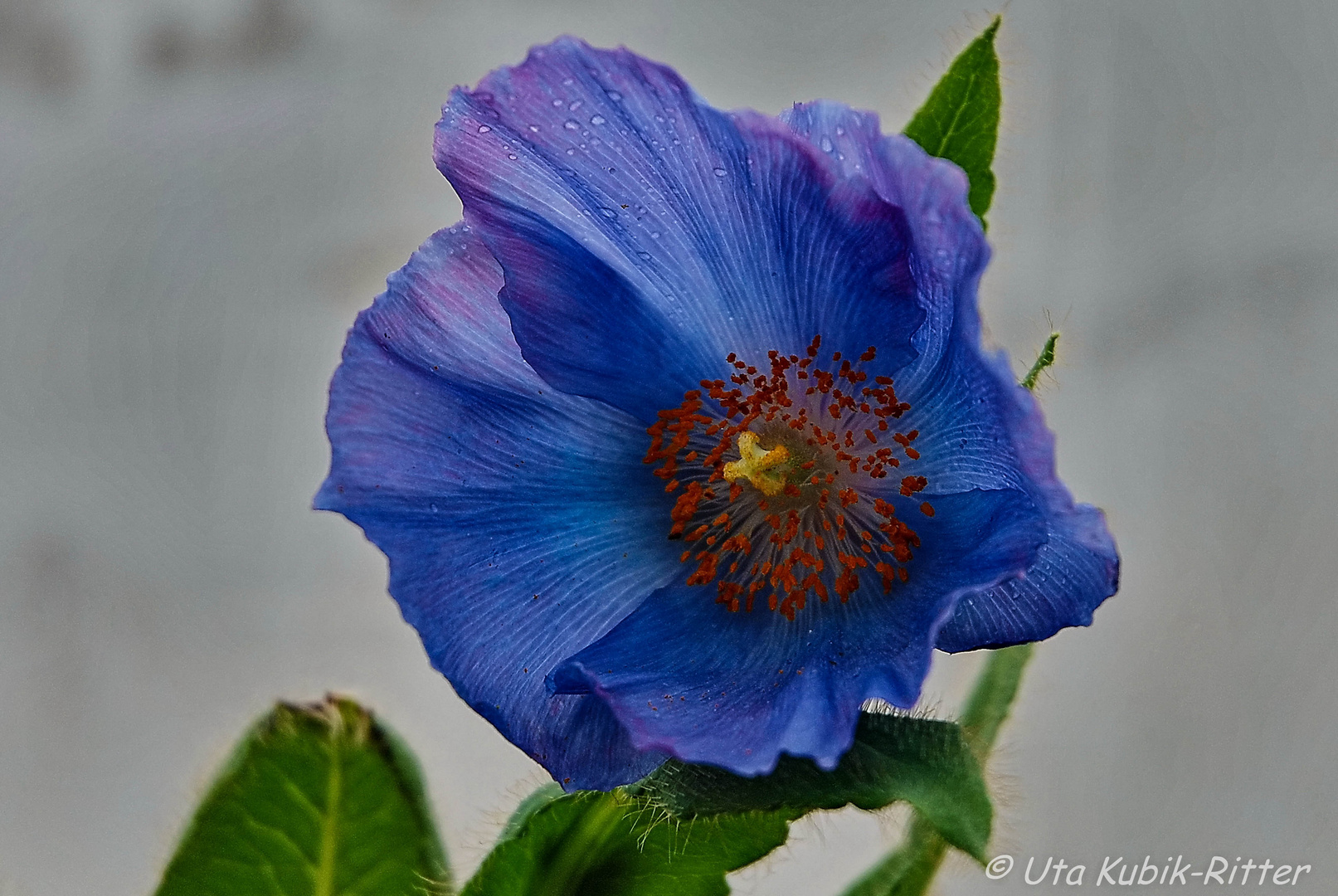 Blauer Mohn