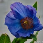 Blauer Mohn