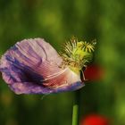 Blauer Mohn