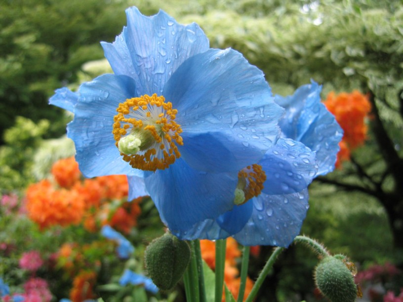 Blauer Mohn