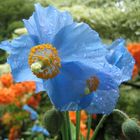 Blauer Mohn