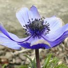 Blauer Mohn