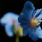 blauer Mohn