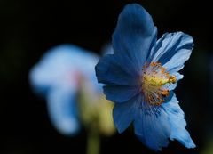 blauer Mohn