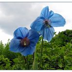 Blauer Mohn 2 (Meconopsis - Scheinmohn)