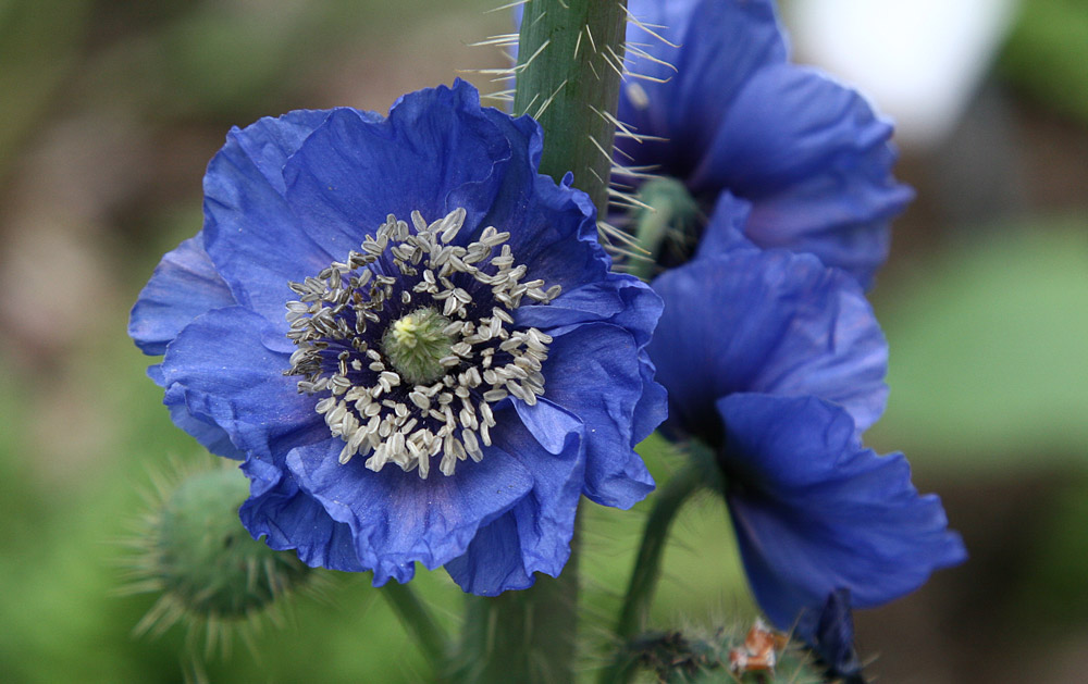 BLAUER MOHN