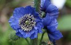 BLAUER MOHN von  EDUARD KLEITSCH