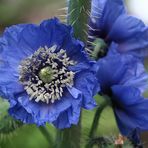 BLAUER MOHN