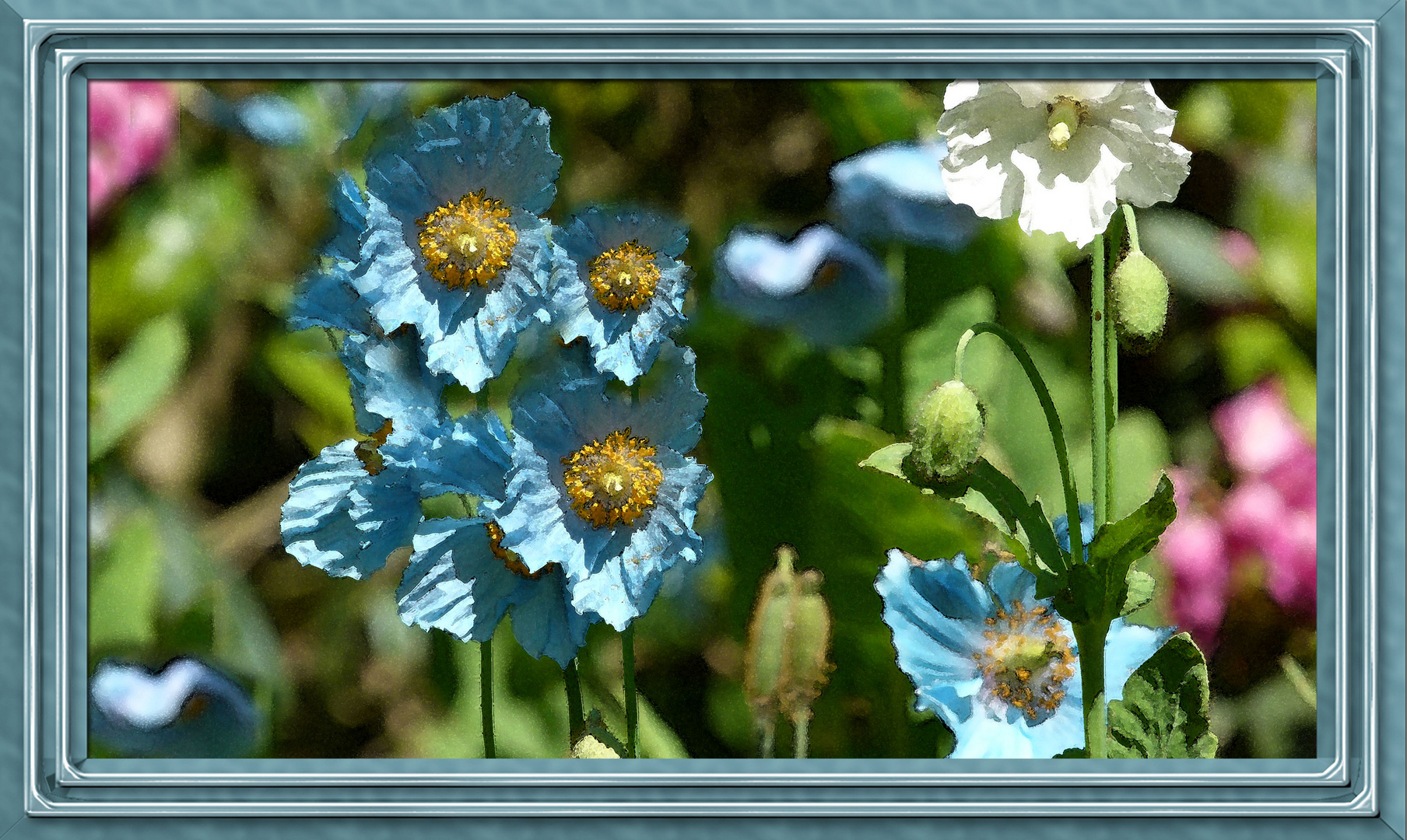 Blauer Mohn