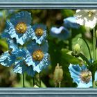 Blauer Mohn