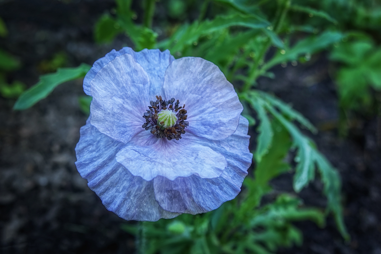 blauer Mohn ...