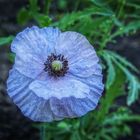 blauer Mohn ...