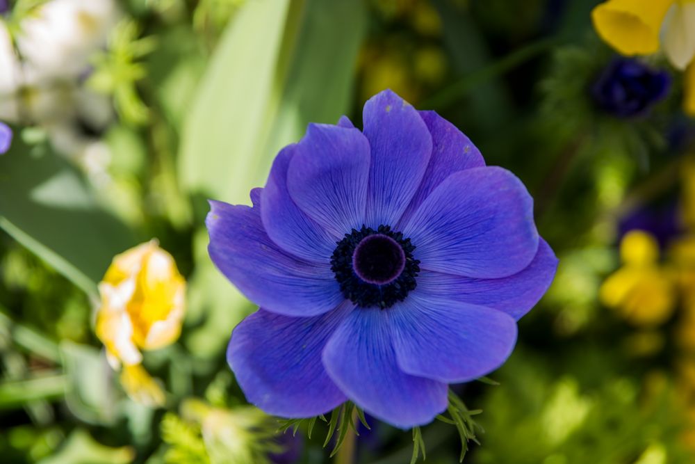 Blauer Mohn