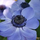 blauer Mohn