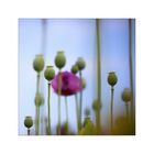 blauer Mohn